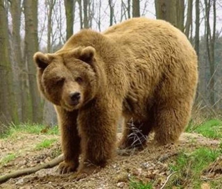 Правила поведения при встрече с бурым медведем 